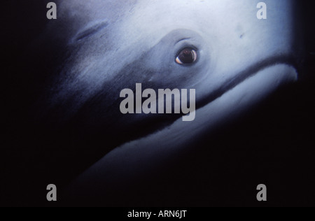 Oeil de marsouin de Dall (Phocoenoides dalli), l'île de Vancouver, Colombie-Britannique, Canada. Banque D'Images