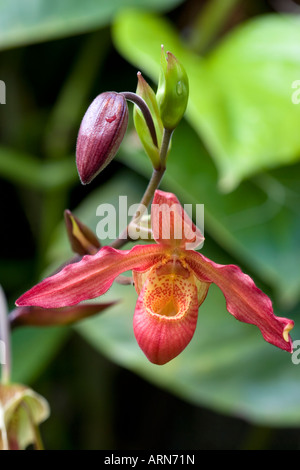 Lady Slipper orchid rouge Banque D'Images