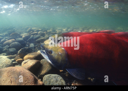 Le saumon fraie dans la rivière Adams, British Columbia, Canada. Banque D'Images