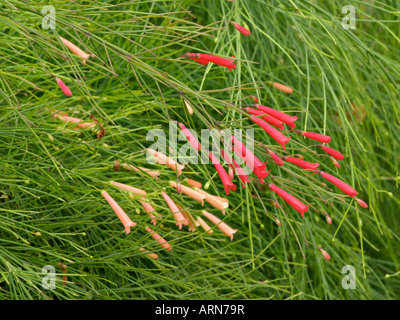 Plante (russelia equisetiformis firecracker) Banque D'Images