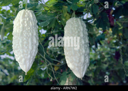 Les gourdes amères Hanging on Vine Banque D'Images