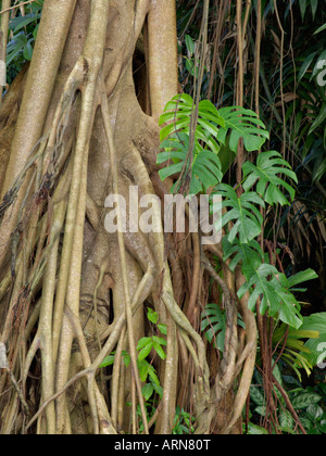 Fig ficus (kerkhovenii) et le fromage suisse Monstera deliciosa (usine) Banque D'Images