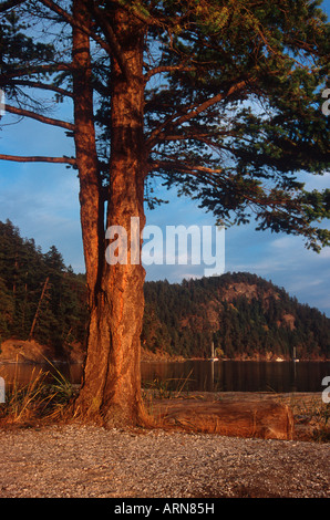 Pender Island, Parc Beaumont, le parc national des îles Gulf, en Colombie-Britannique, Canada. Banque D'Images