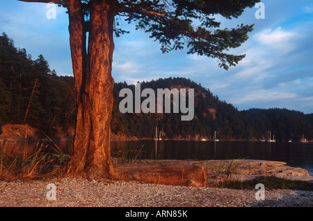 Pender Island, Parc Beaumont, le parc national des îles Gulf, en Colombie-Britannique, Canada. Banque D'Images