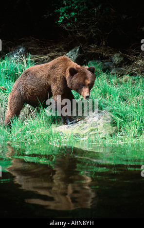 Ours grizzli (Ursus côtières horribilus), d'admission Khutzeymateen, British Columbia, Canada. Banque D'Images