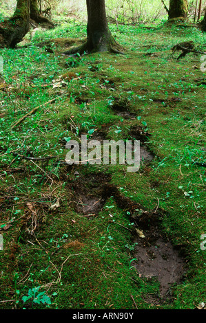 L'estuaire, Khutzeymateen grizzly trail avec empreintes, British Columbia, Canada. Banque D'Images