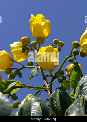 Silk cotton tree (cochlospermum religiosum) Banque D'Images