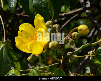 Silk cotton tree (cochlospermum religiosum) Banque D'Images