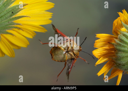 (Pentatoma rufipes forêt bug) Banque D'Images