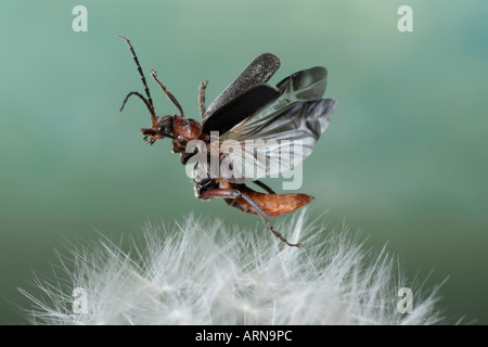 Cantharis fusca (soldat) Banque D'Images