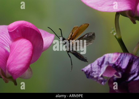 Darkling beetle Lagria hirta () Banque D'Images
