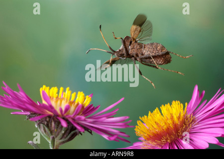 Bug Dock (Coreus marginatus) Banque D'Images