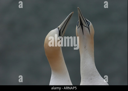 Couple de fous de Bassan (Morus bassanus) Banque D'Images