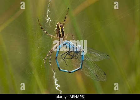 Spider Argiope bruennichi (WASP) manger une bleue (Enallagma atricollis) Banque D'Images