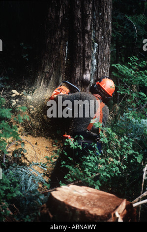 L'exploitation forestière, tree faller raccourcit le cèdre, l'île de Vancouver, Colombie-Britannique, Canada. Banque D'Images