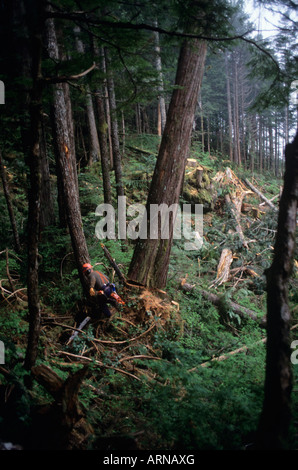Canada, Colombie-Britannique, île de Vancouver, de l'exploitation forestière, tree faller raccourcit le cèdre Banque D'Images