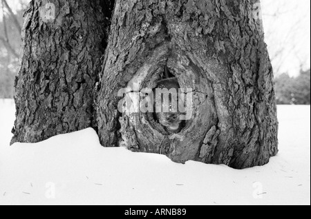 Un petit chiot regarde à travers un trou dans un arbre Banque D'Images
