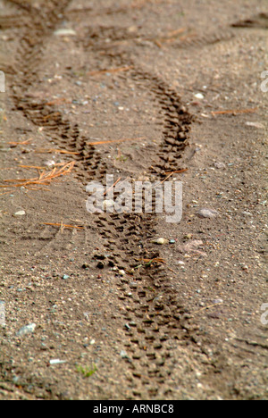 Les pistes de vélo de montagne dans la boue Banque D'Images