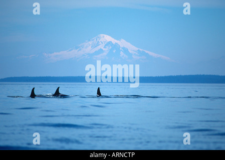 Un groupe d'Épaulards (Orcinus orca) jouent dans le détroit de Juan de Fuca avec Mt. Baker dans l'arrière-plan, l'île de Vancouver, Colombie Britannique Banque D'Images