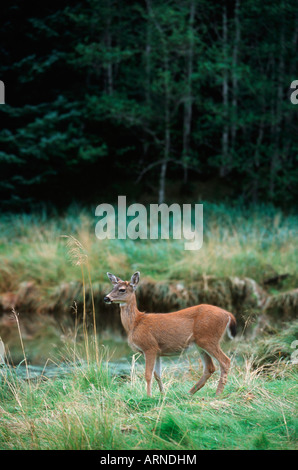 Queen Charlotte Islands - Hadia Gwaii - Blacktail deer de Sitka, British Columbia, Canada. Banque D'Images