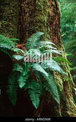 Queen Charlotte Islands - Hadia Gwaii, polystics, British Columbia, Canada. Banque D'Images