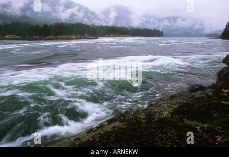 Péninsule Sechelt, Skookumchuck Narrows Provincial Park près de Egmont (Colombie-Britannique), Canada. Banque D'Images