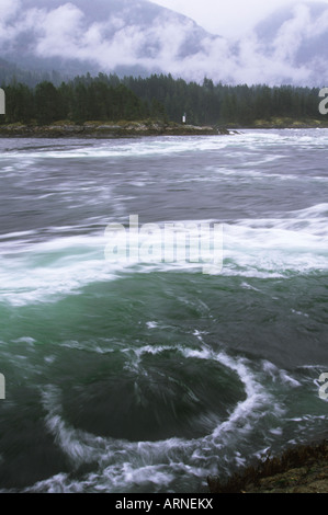 Péninsule Sechelt, Skookumchuck Narrows Provincial Park près de Egmont (Colombie-Britannique), Canada. Banque D'Images