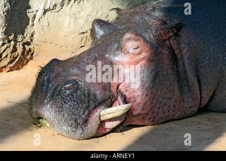 Hippopotame couchage (Hippopotamus amphibius), portrait Banque D'Images