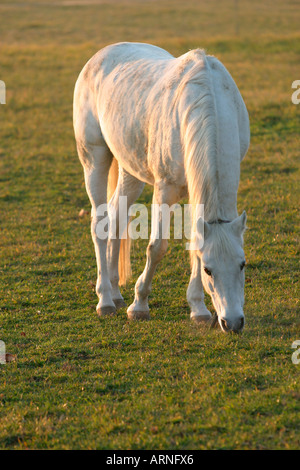 Un cheval blanc dans le soleil couchant Banque D'Images