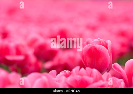 Jardin commun tulip (Tulipa spec.), champ de tulipes en fleurs, Pays-Bas, Sint Maartensbrug Banque D'Images