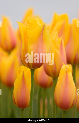 Jardin commun tulip (Tulipa spec.), fleurs, Pays-Bas, Sint Maartensbrug Banque D'Images