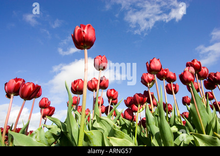 Jardin commun tulip (Tulipa Gesneriana), fleurs sur fond de ciel bleu, Pays-Bas, Sint Maartensbrug Banque D'Images