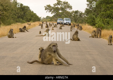 Babouin chacma (Papio ursinus), troupeau sur la route, Afrique du Sud, Kruger NP, 05 juil. Banque D'Images