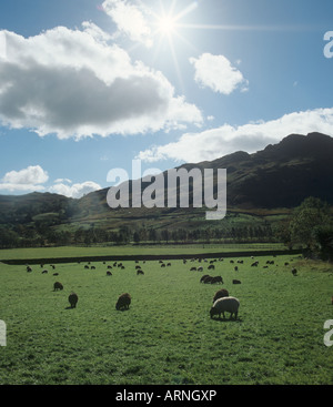 Soleil du matin contre jour face noire et black Welsh des moutons paissant sur les pâturages de Lake District Cumbria Banque D'Images