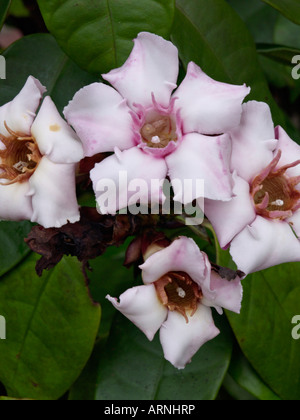 Strophantus gratus crème (fruits) Banque D'Images