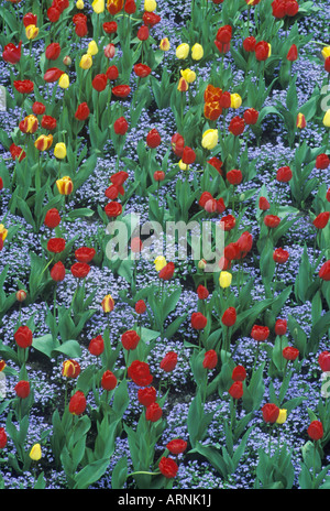 Les jardins Butchart, fleurs de printemps, tulipes et Phlox, Victoria, île de Vancouver, Colombie-Britannique, Canada. Banque D'Images