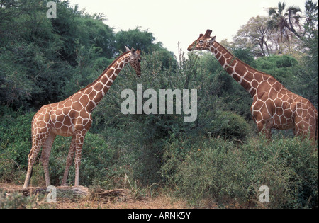 Giraffe réticulée adultes naviguant sur la cime des arbres au Kenya Banque D'Images