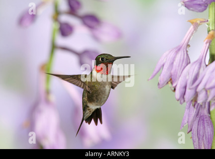 Colibri à gorge rubis mâle violet oscillant autour de hostas Blossoms Banque D'Images