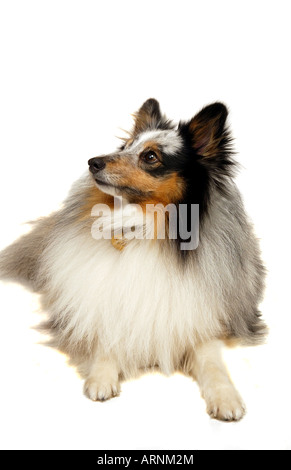 Un portrait d'un chien de berger Shetland Merle bleu sur fond blanc Banque D'Images