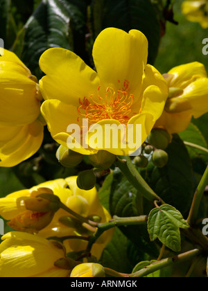 Silk cotton tree (cochlospermum religiosum) Banque D'Images