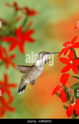 Colibri à gorge rubis femelle obtenir le nectar des fleurs Scouler Royal rouge à la verticale Banque D'Images