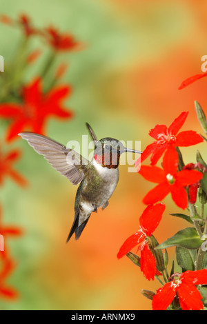 Colibri à gorge rubis mâle obtenir le nectar des fleurs Scouler Royal rouge à la verticale Banque D'Images