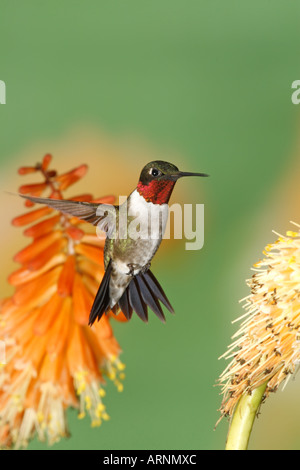 Colibri à gorge rubis mâle volant près de Red Hot Vertical de Poker Banque D'Images