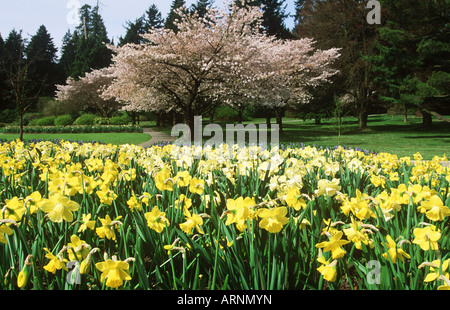 Le parc Stanley et les jonquilles en fleurs au printemps, Vancouver, Colombie-Britannique, Canada. Banque D'Images