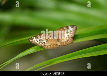 Butterfly, papillon, tropical, Penang, Malaisie, Malaysian, Asie, Asiatique, belle, caterpiller, Banque D'Images