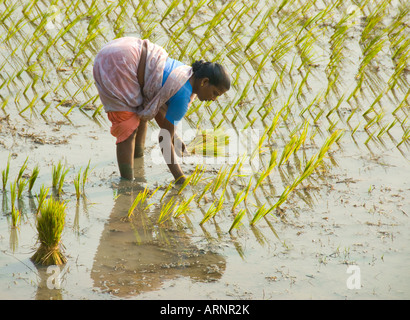 Une femme le repiquage du riz dans une rizière au Tamil Nadu Inde Banque D'Images