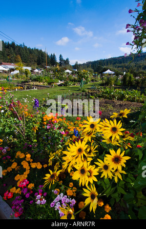 Providence Farm garden, Cowichan Bay, île de Vancouver, Colombie-Britannique, Canada. Banque D'Images