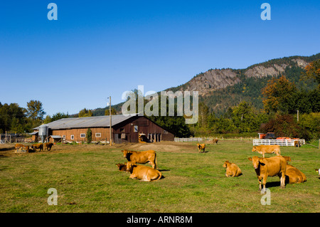 Ferme avec les bovins, Cowichan Bay, île de Vancouver, Colombie-Britannique, Canada. Banque D'Images