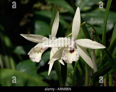 Iwanagaara apple blossom Banque D'Images