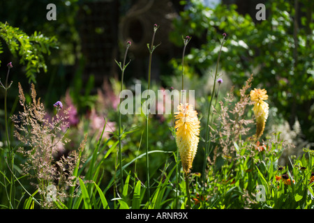 Hampton Court Flower Show 2007. 'Le Jardin' (écoles de plus en plus des. Chris Eugène Riedweg) Kniphofia 'Little Maid' Banque D'Images